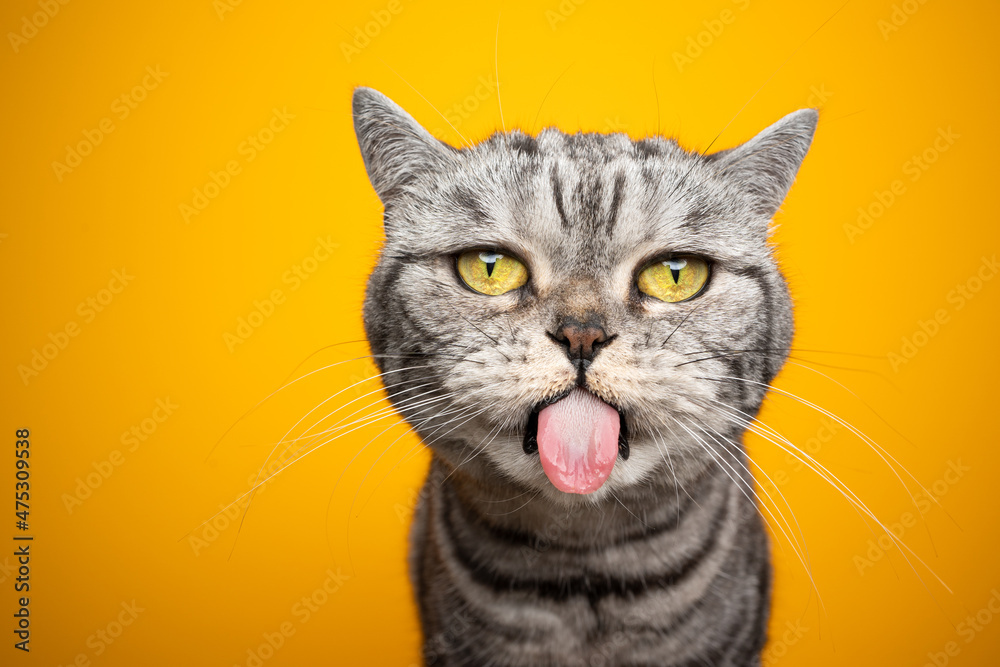 funny silver tabby british shorthair cat making funny face sticking out ...
