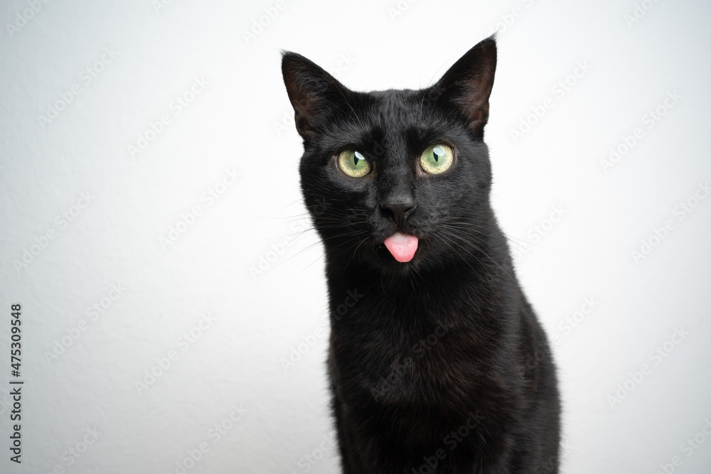 funny black cat sticking out tongue on white background