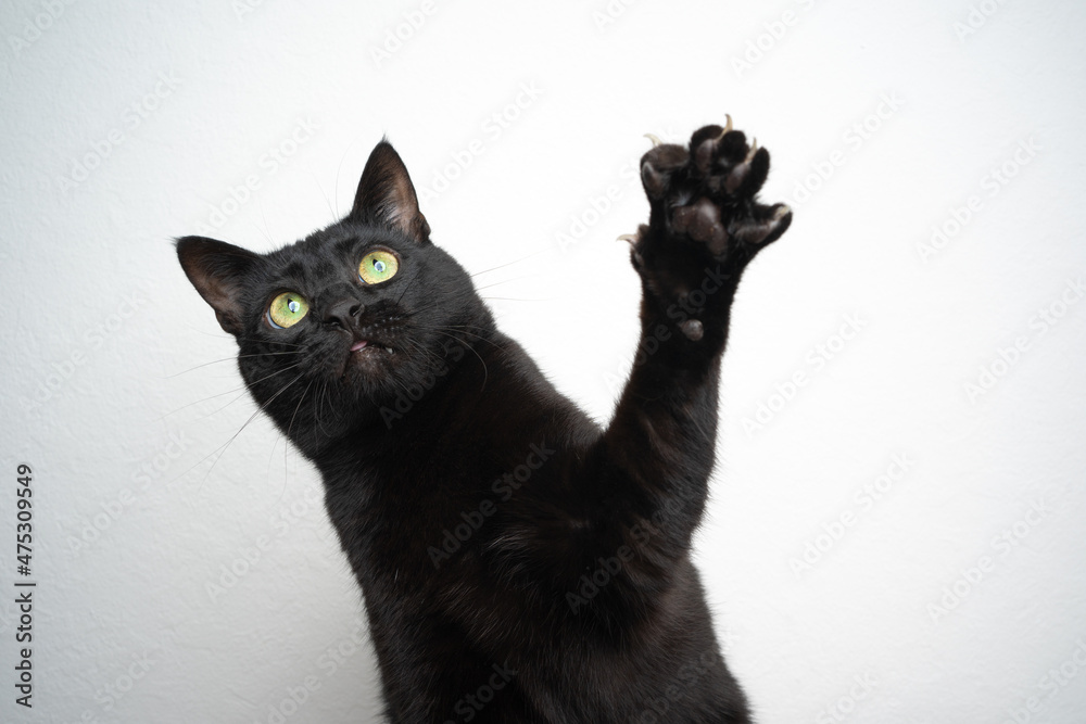 black cat playing raising paw on white background - obrazy, fototapety, plakaty 