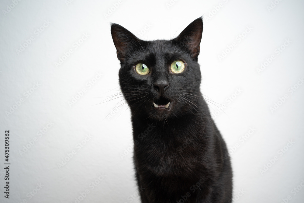 black cat meowing on white background