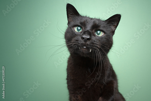 cute black blind cat with overbite and reflecting retina portrait photo