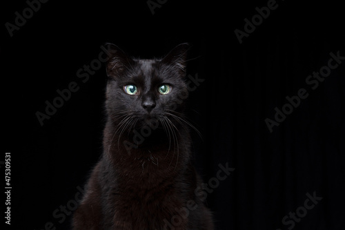 blind black cat portrait on black background