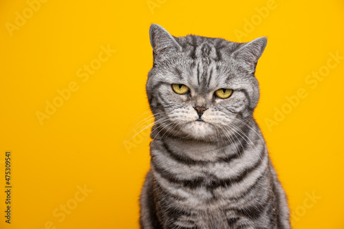 srebrny pręgowany kot brytyjski krótkowłosy portret wyglądający poważnie lub zły