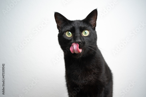 Fototapeta Naklejka Na Ścianę i Meble -  hungry black cat licking lips