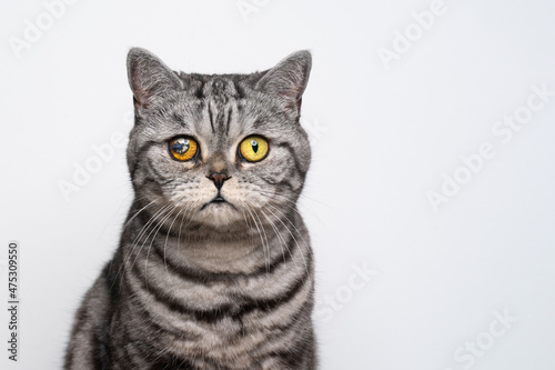 silver tabby british shorthair cat portrait with injured eye © FurryFritz