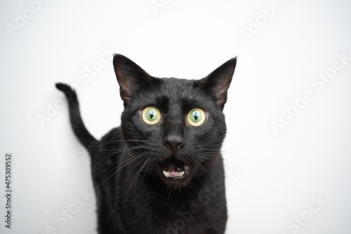 Foto funny black cat portrait looking shocked