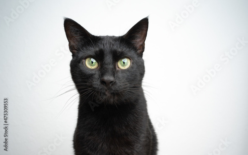 black cat portrait on white background