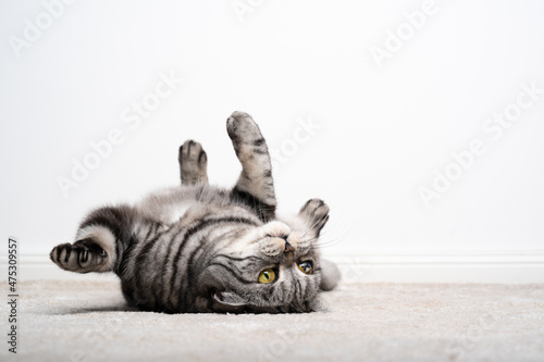Fototapeta Naklejka Na Ścianę i Meble -  playful funny cat lying on back upside down on carpet