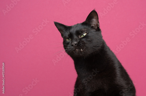 Leinwand Poster funny black cat making angry face on pink background