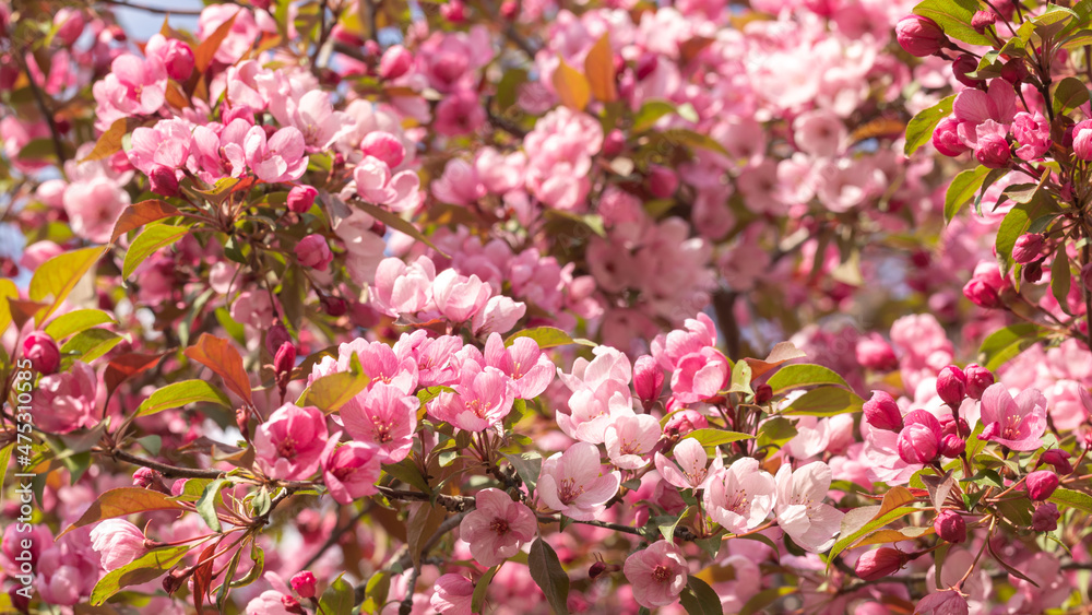 A branch of a blooming wild Apple tree. Image for the design of a calendar, book, or postcard. Selective focus A branch of a blooming wild Apple tree. Image for the design of a calendar, book, or postcard. Selective focus