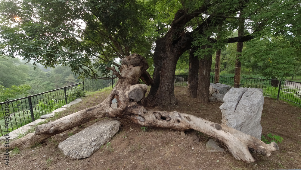 Ancient trees are in the Beijing Botanical Garden, China Ancient trees are in the Beijing Botanical Garden, China