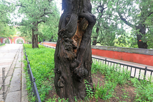 Ancient cypress trees are in the temple, Beijing Botanical Garden