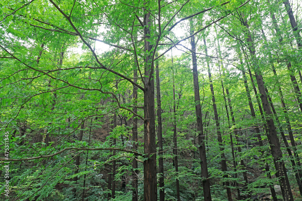 Fototapeta premium Metasequoia plants in Beijing Botanical Garden