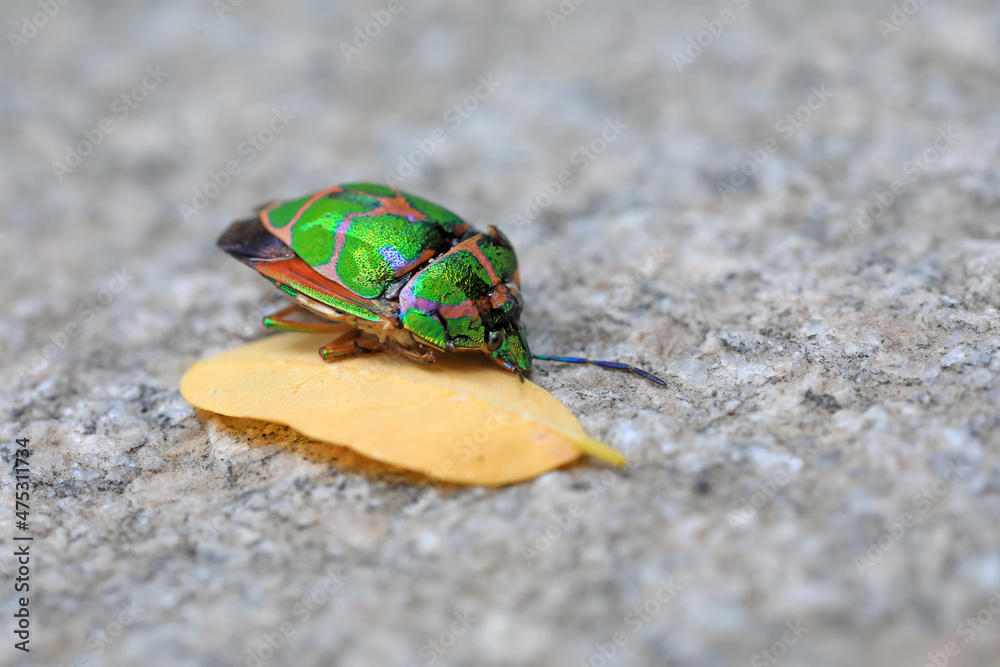Beautiful bugs on the leaves