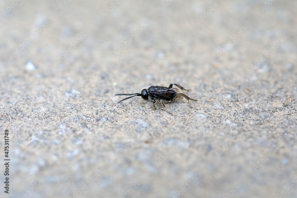 Flagbellidae insects on the ground, Beijing Flagbellidae insects on the ground, Beijing