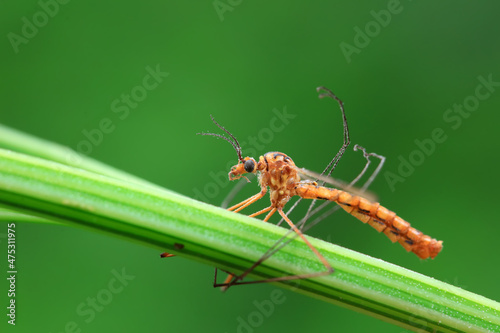 mosquito insect in the wild, North China © zhang yongxin