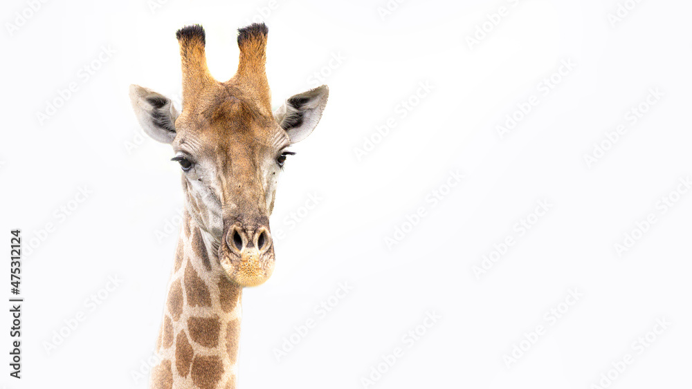 Obraz premium GIraffe portrait in colour in Sabi Sands in the Kruger National Park South Africa 