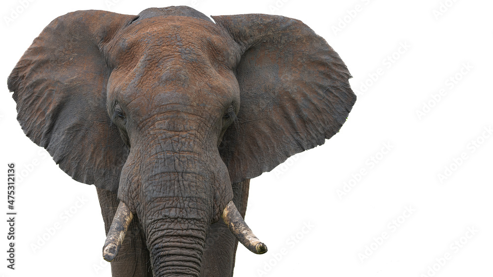 Fototapeta premium Bull elephant portrait cut out in colour in the Kruger National Park 