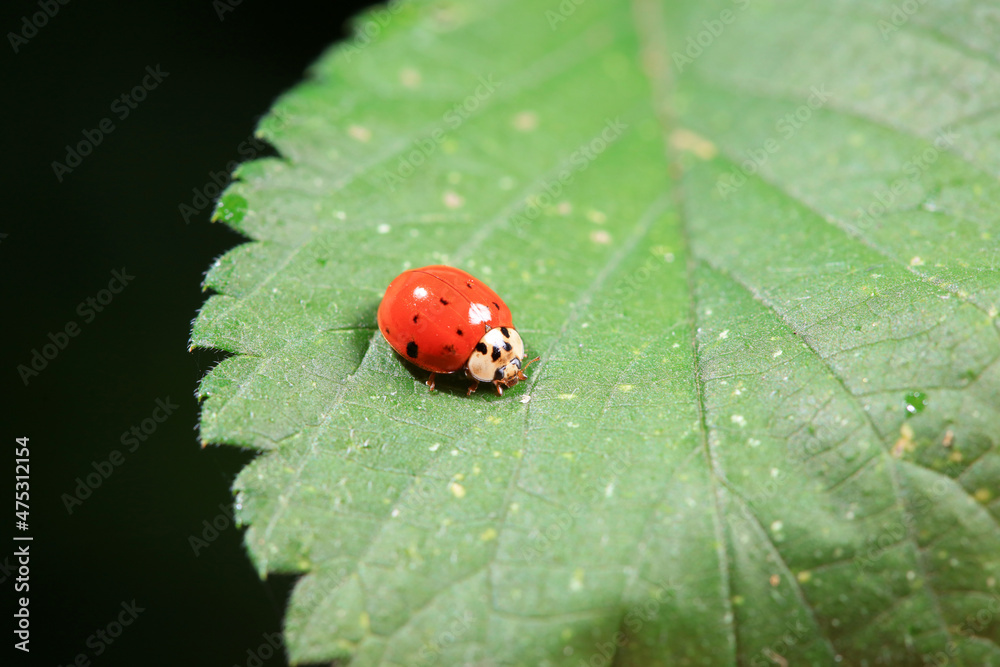 Ladybugs on wild plants, North China