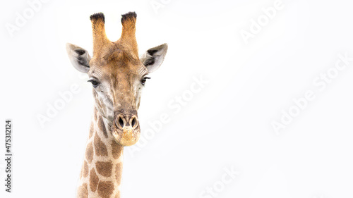 GIraffe portrait in colour in Sabi Sands in the Kruger National Park South Africa 