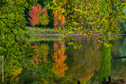 autumn leaves on the water