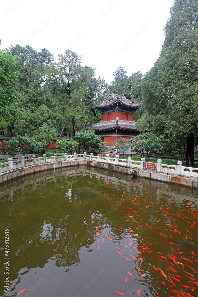 The architectural landscape of the release pond is in the Beijing Botanical Garden The architectural landscape of the release pond is in the Beijing Botanical Garden