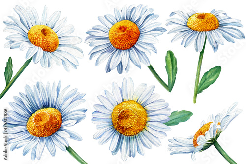 Set white daisy, Chamomile flowers, isolated white background, watercolor botanical illustration