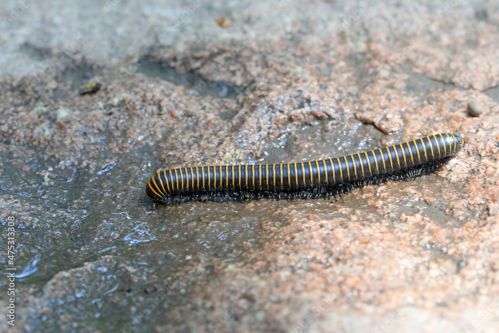 Millipedes in the wild, North China Millipedes in the wild, North China