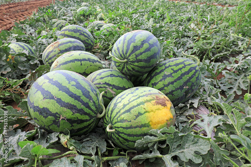 Ripe watermelon is in the field  North China