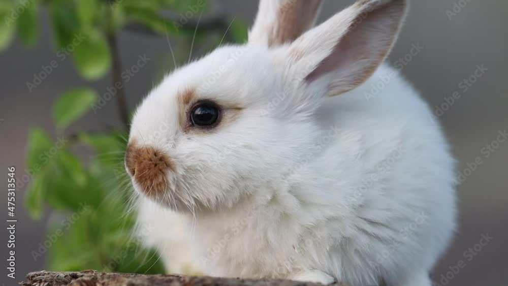white rabbit cute licks slow motion white rabbit cute licks slow motion