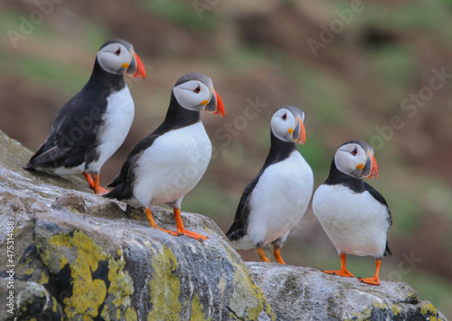 Billede på lærred Beautiful shot of four cute puffin colony birds standing on a big rock