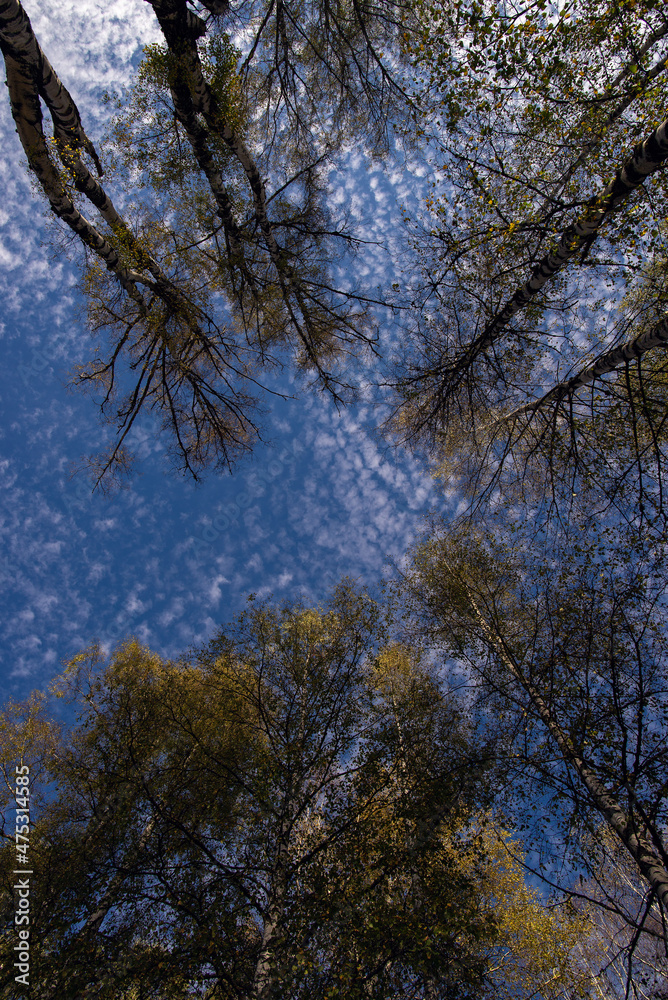 White fluffy clouds printed on the blue sky. A view through the tree top of white birch. White fluffy clouds printed on the blue sky. A view through the tree top of white birch.