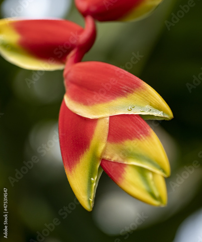 Close-up shot of Heliconia rostrata or false bird of paradise perennial plant wet leaves photo