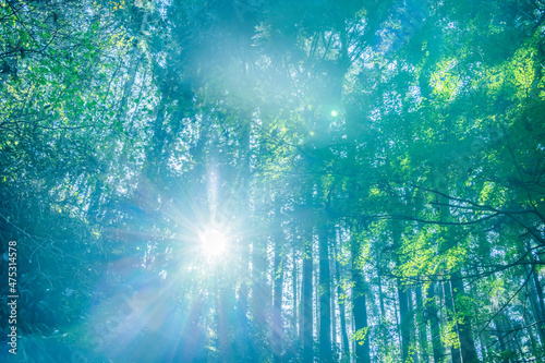 Fotografiet 太陽の光を浴びる森の中の木