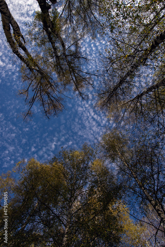 White fluffy clouds printed on the blue sky. A view through the tree top of white birch.