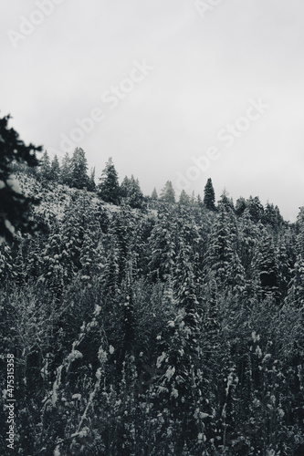 Ertical shot of snowy pine trees in a mountain forest photo