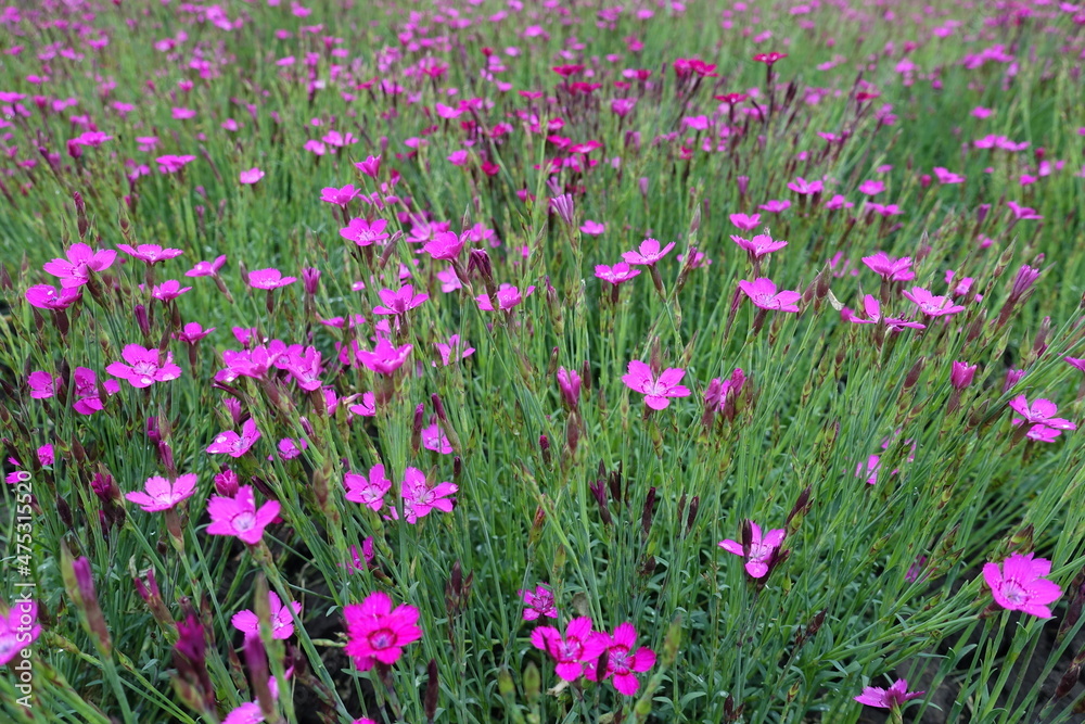 A lot of magenta colored flowers of Dianthus deltoides in May
