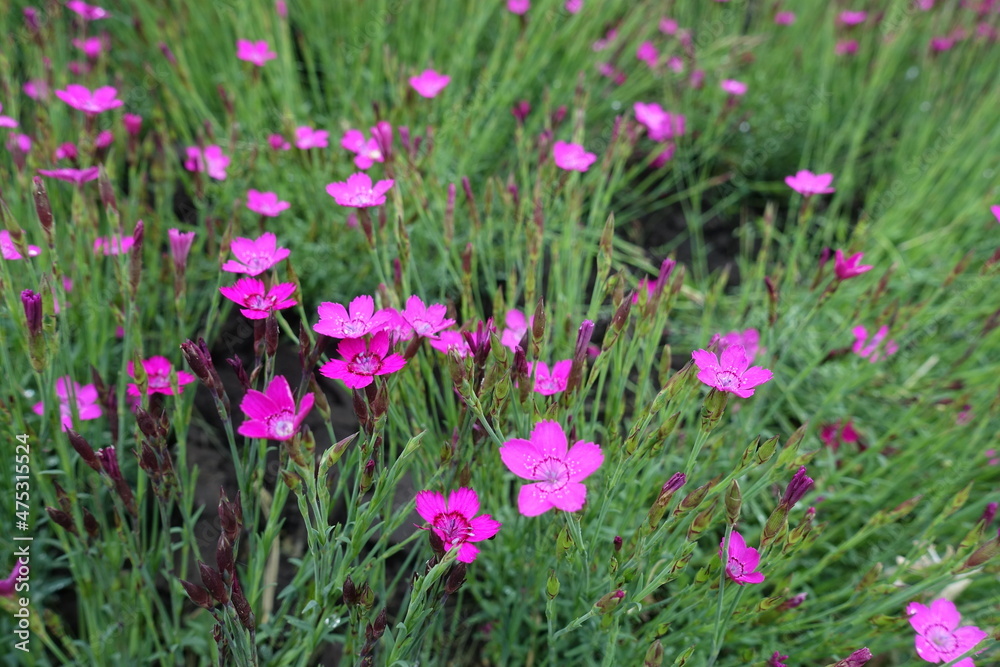 Close buds and magenta colored flowers of Dianthus deltoides in May Close buds and magenta colored flowers of Dianthus deltoides in May