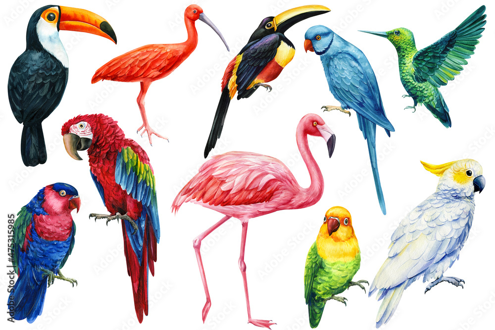 Obraz premium Set of birds, parrot, flamingo, hummingbird and toucan, isolated white background, watercolor hand drawn collection