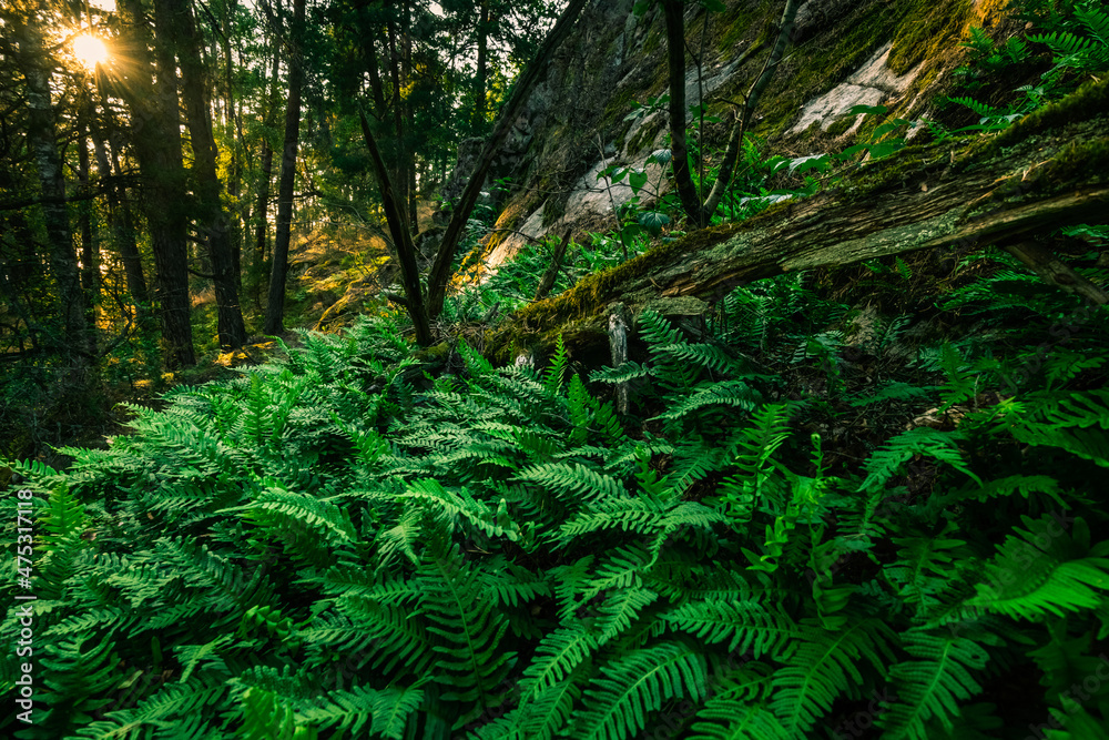 green forest with ferns in the morning