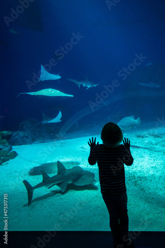 silhouette of a child fascinated by fish and marine life in the Blå planet aquarium