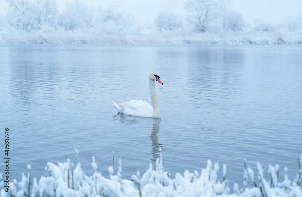 Alone white swan swim in the winter lake water in sunrise time. Frosty snowy trees on background. Animal photography