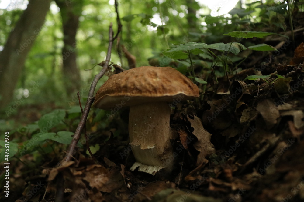 Sommersteinpilz / Boletus aestivalis Sommersteinpilz / Boletus aestivalis
