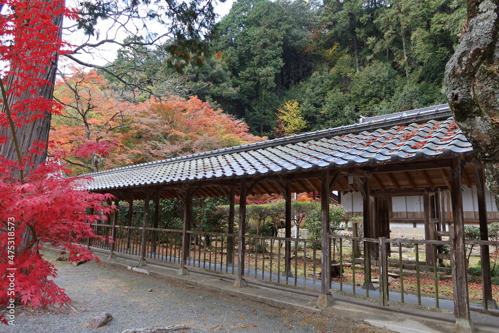 A connecting corridor and autumn leaves in the precincts of Buttsu-ji Temple in Mihara City in Hiroshima Prefecture 広島県三原市にある佛通寺境内の渡り廊下と紅葉