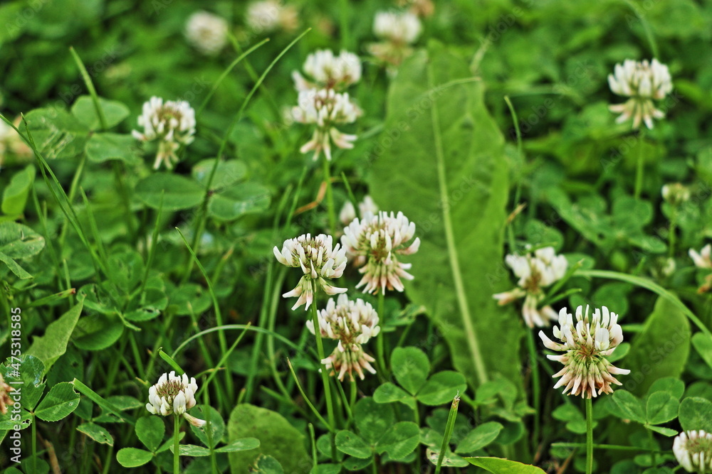 Clover meadow, white inflorescence, blurred background, search for four-leaf clover for good luck Clover meadow, white inflorescence, blurred background, search for four-leaf clover for good luck