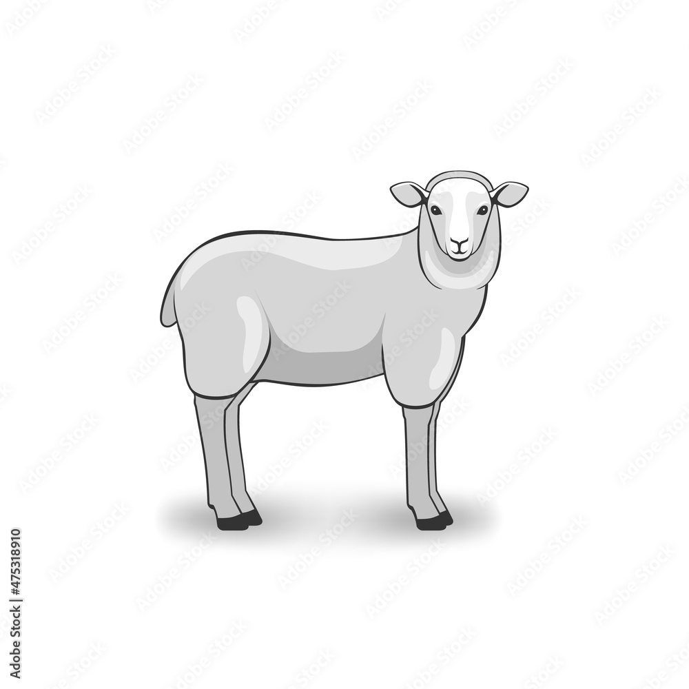 Merino Sheep on white background
