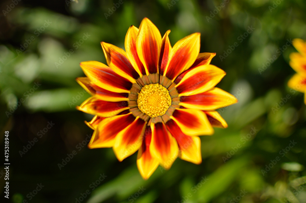 Orange blooming gazanias in the garden Orange blooming gazanias in the garden