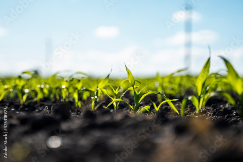Corn is growing on a farmland in a summer.