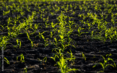 Rows of roung green sprouts of maize in spring on the agricultural field.