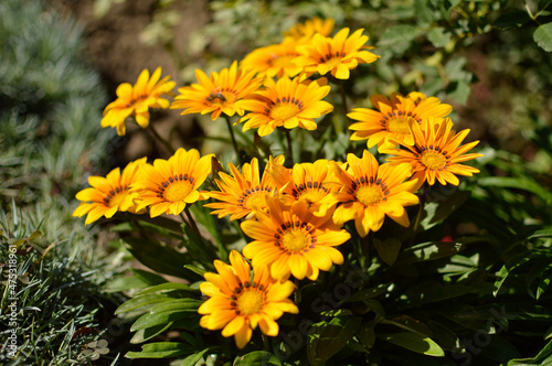 Tableau sur toile Orange blooming gazanias in the garden